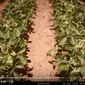 Injury from 1/10 Labeled Rate of XtendiMAX on R1 Roundup Ready Soybean
