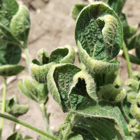 soybean leaf cupping