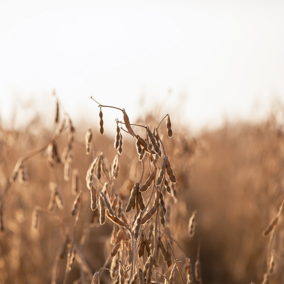 Mature soybean field