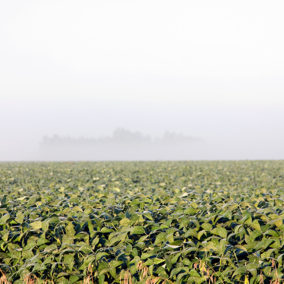 Field of maturing soybean under fog