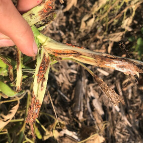 Soybean plant infested with orange gall midge.