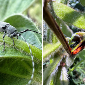 Split photo of black dectes stem borer adult on soybean leaf and orange soybean gall midge larvae inside soybean stem
