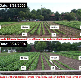 Soybean fields in planting date study at UNL's East Campus