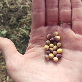 Purple seed stain on soybean seed