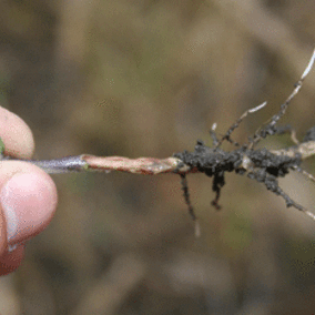 Soybean root lesion