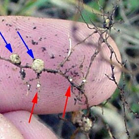 Soybean cyst nematodes (red arrows) differentiated from N nodules