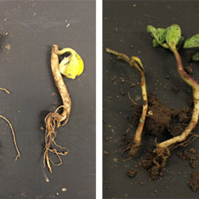 Soybean seedling damage