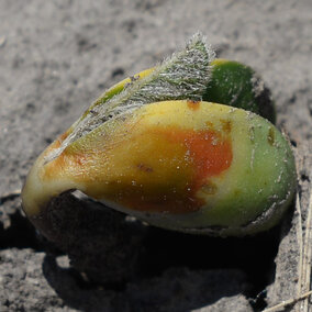 Soybean seedling damage due to PPO-inhibitor herbicide