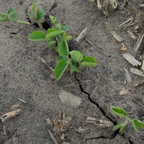 soybean seedling