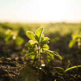 Young green plant sprouting in soil under sunlight.