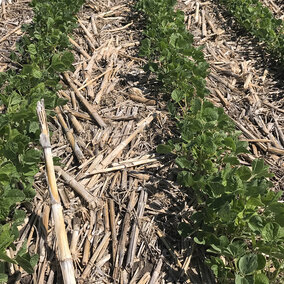 Soybean field pre-canopy