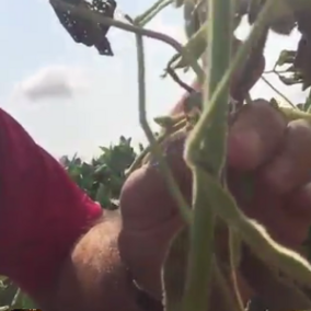 soybean stem canker