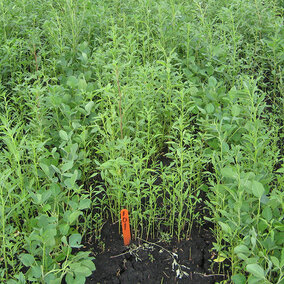 Glyphosate-resistant common waterhemp in soybean without a pre-emergence herbicide with multiple sites of action.