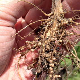 Well nodulated soybean roots