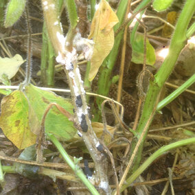 White mold in soybean