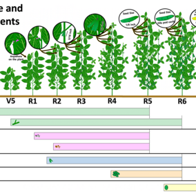 An infographic showing soybean yield components and when they affect yield.