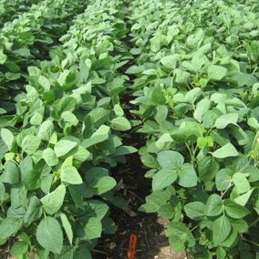 Soybean field treated with Sonic herbicide