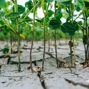 Droughty soybeans