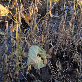 Soybeans in a flooded field