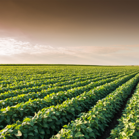 Soybean field during summer sunset