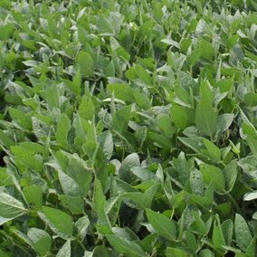 Field of soybeans