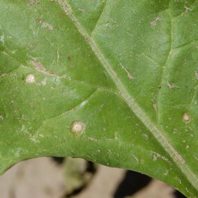 Young lesion of Cercospora leaf spot on sugar beet leaf