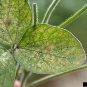 Spider mite damage to soybean leaves.