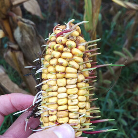 Corn kernels sprouting on the ear
