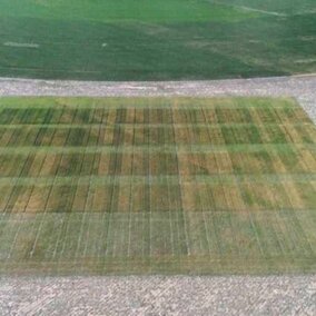 aerial view of wheat trial field