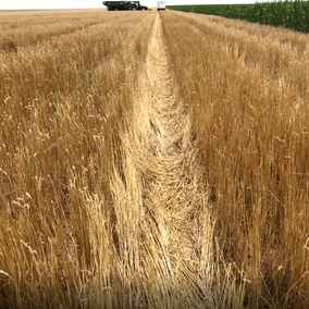 Wheat field with significant standing residue following harvest