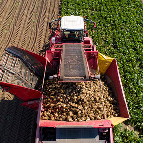 Aerial view of a red self-propelled sugar beet harvester lifting beets and loading them into its hopper in a row-crop field.