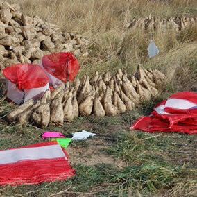 Topped sugar beets and storage sacks