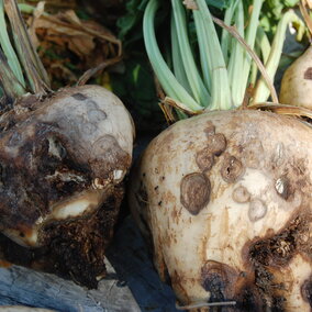 Dry rot canker in sugarbeet