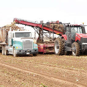 harvesting sugarbeets