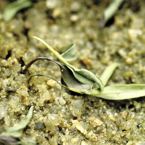 wilting sugar beet seedling