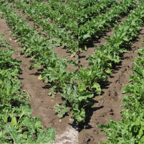 Sugarbeet replanting field trial