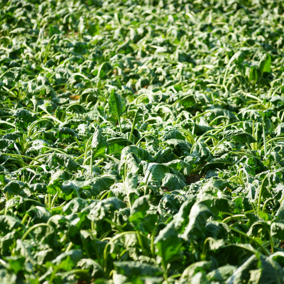 Sugarbeet field during wilt