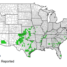 Map of counties reporting the sugarcane aphid