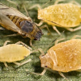 Figure 1. Sugarcane aphids. (Photo credit: Patrick Porter, Texas Cooperative Extension, Bugwood.org)