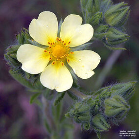 Figure 1. Sulphur cinquefoil flower (Photos by Gary Stone)