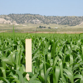Summer annual forage test plot - Aaron Berger