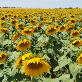 Sunflower field at the High Plains Ag Lab