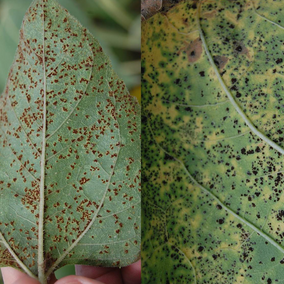 Sunflower Rust