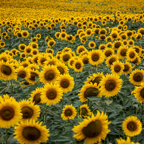 Sunflowers