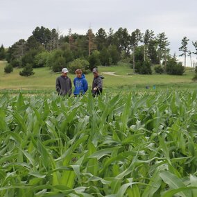 Men in corn field