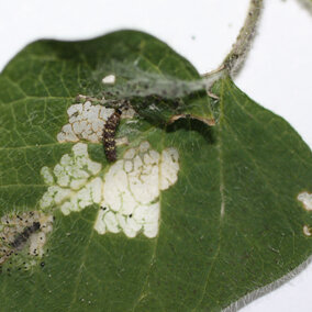 Thistle caterpillar on a soybean leaf (Photo by Ron Seymour)