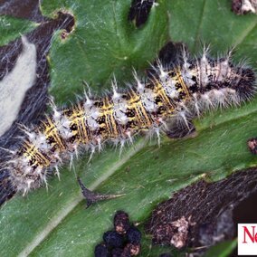 Thistle caterpillar