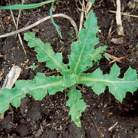 Thistle rosette - best controlled in the fall.