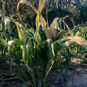 Sorghum-sudan cover crop plant damaged by a light frost