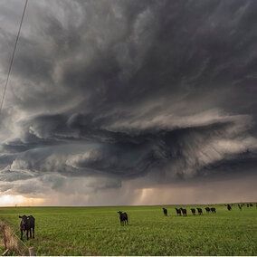 Cattle stand in pasture below thunderstorm